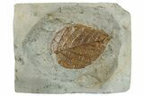 Fossil Leaf (Craspedodromophyllum) - Montana #268289-1